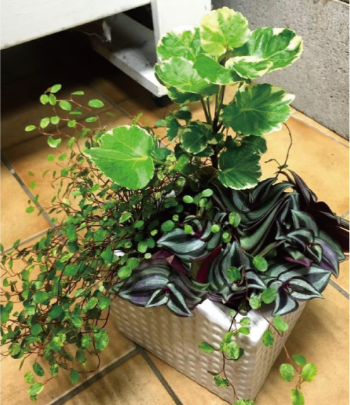 観葉の寄せ植え